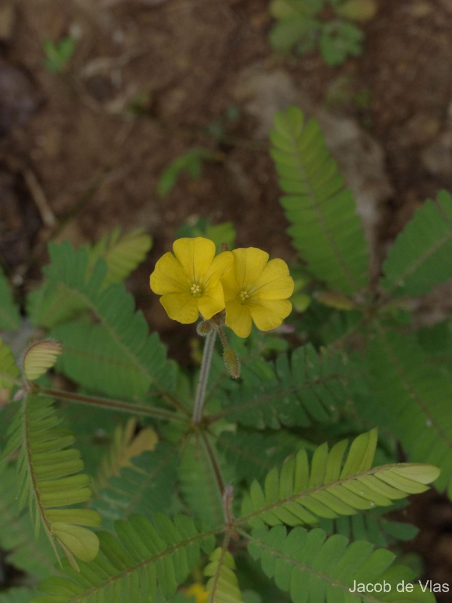 Biophytum intermedium Wight